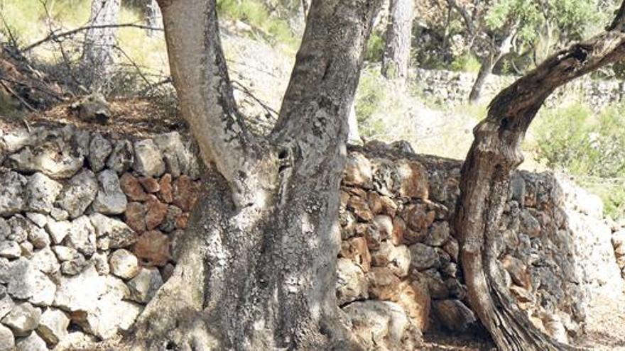 Mauer zwischen zwei Grundstücken auf Mallorca.