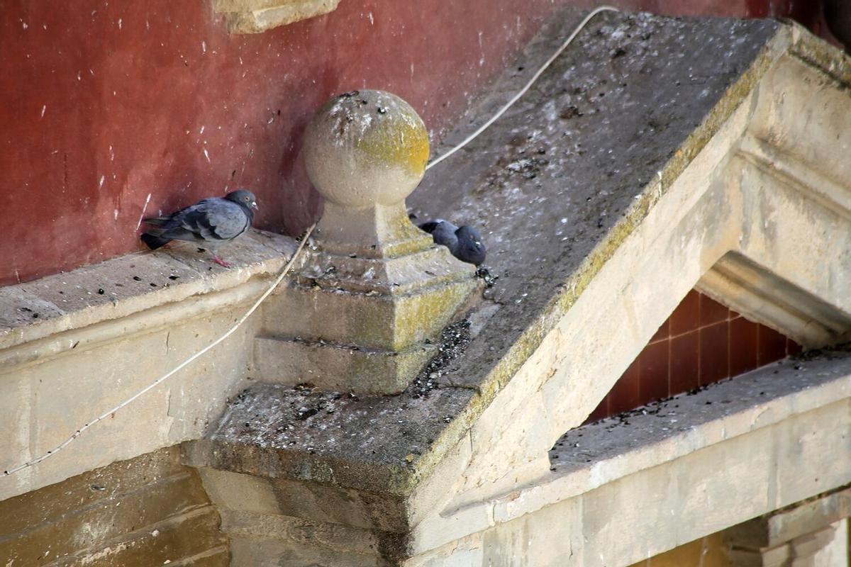 Palomas sobre una cornisa del edificio de La Tercia, en la Plaza de la Rosa de Montilla.