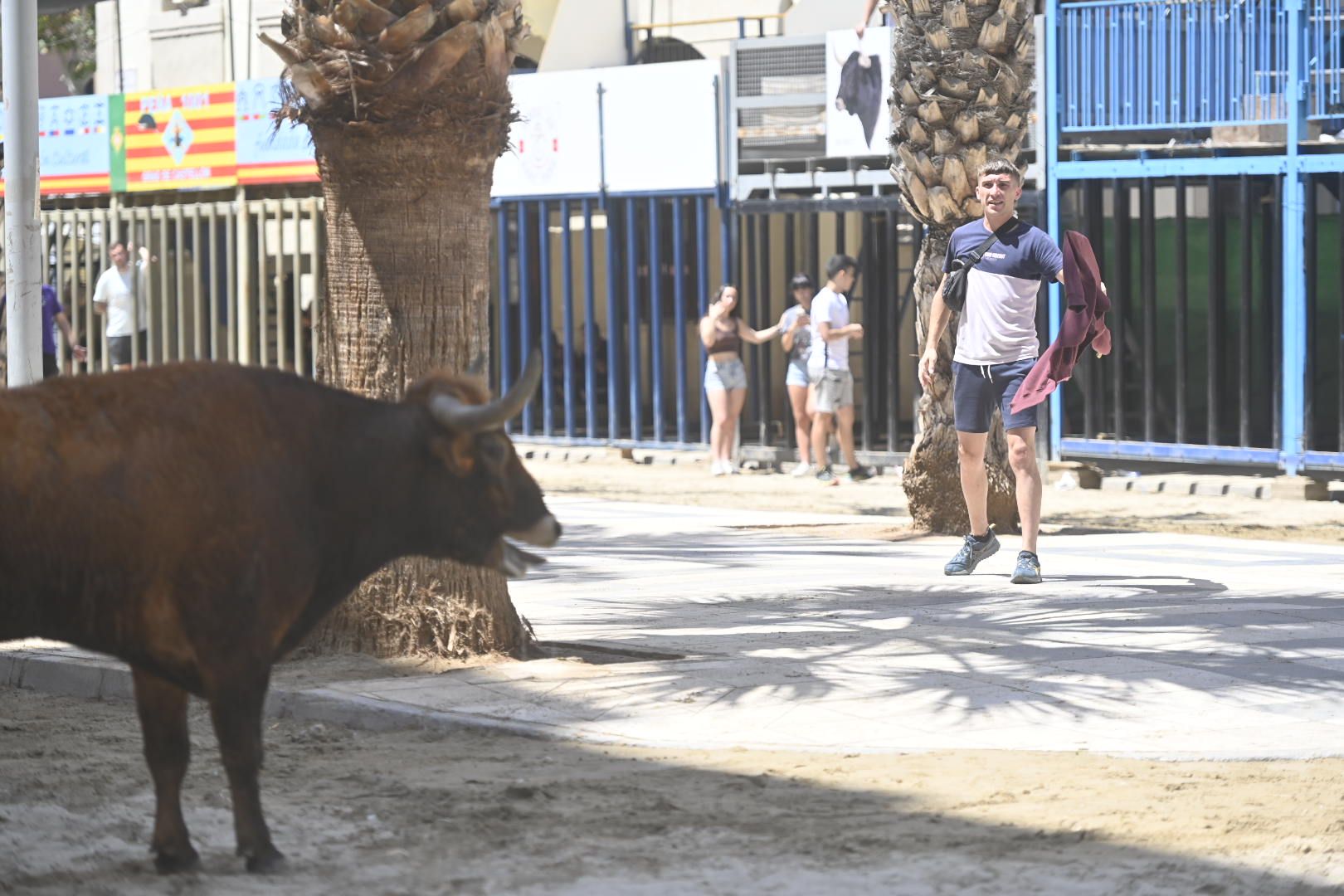 Martes de tradición, toros y fiesta en el Grau por Sant Pere