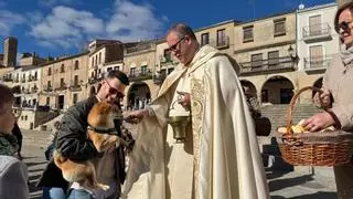 Trujillo celebra San Antón con una multitudinaria bendición de animales