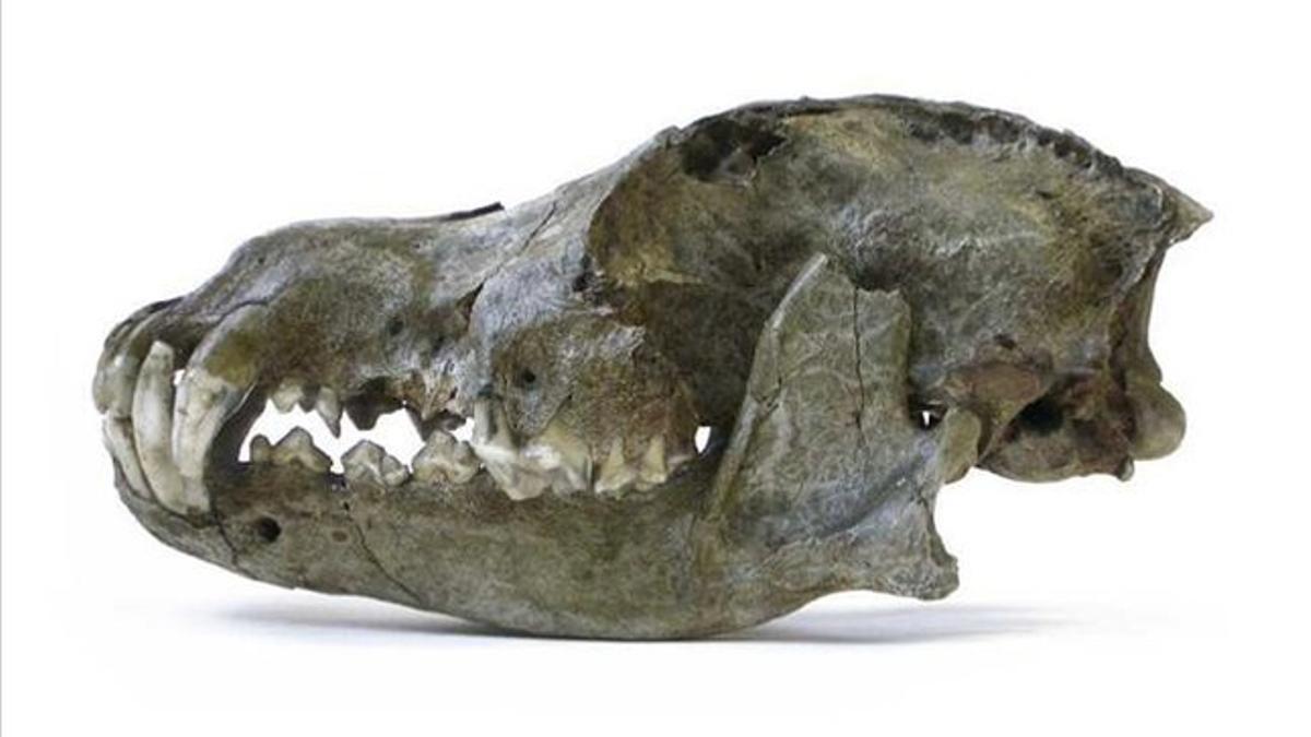 Vista lateral de un cráneo atribuido a un perro del Paleolítico, no a un lobo, hallado en la cueva de Goyet (Bélgica).