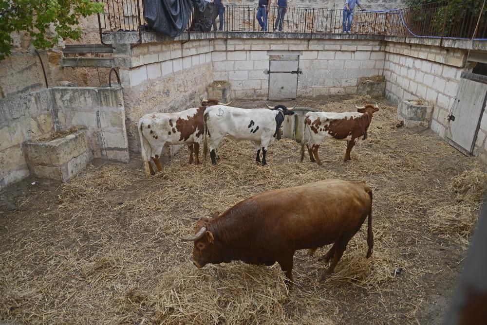 Los toros, en los corrales de La Monumental