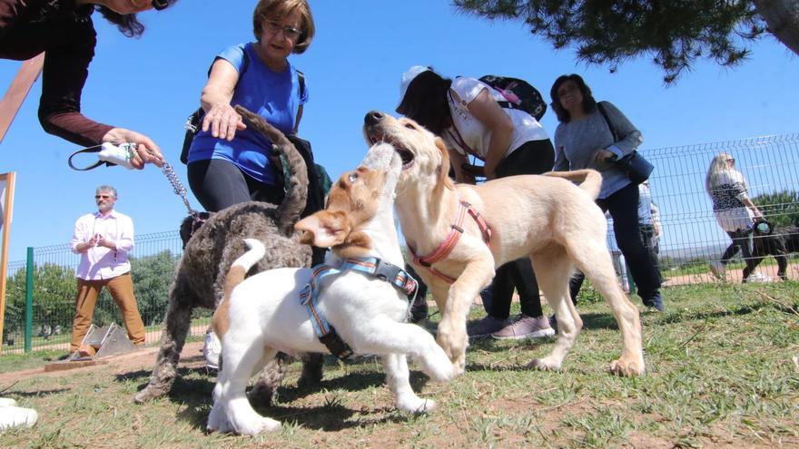 Los perros gozan en la Asomadilla alejados de la &#039;mascletá&#039;