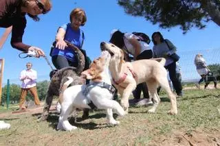 Los perros gozan en la Asomadilla alejados de la 'mascletá'