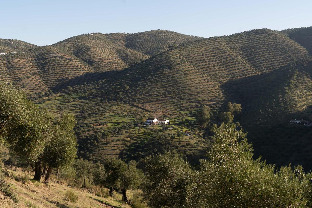 Olivar de sierra en la comarca de Los Pedroches.