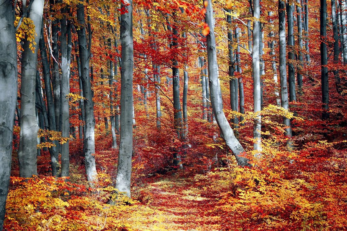 Bosque caducifolio.
