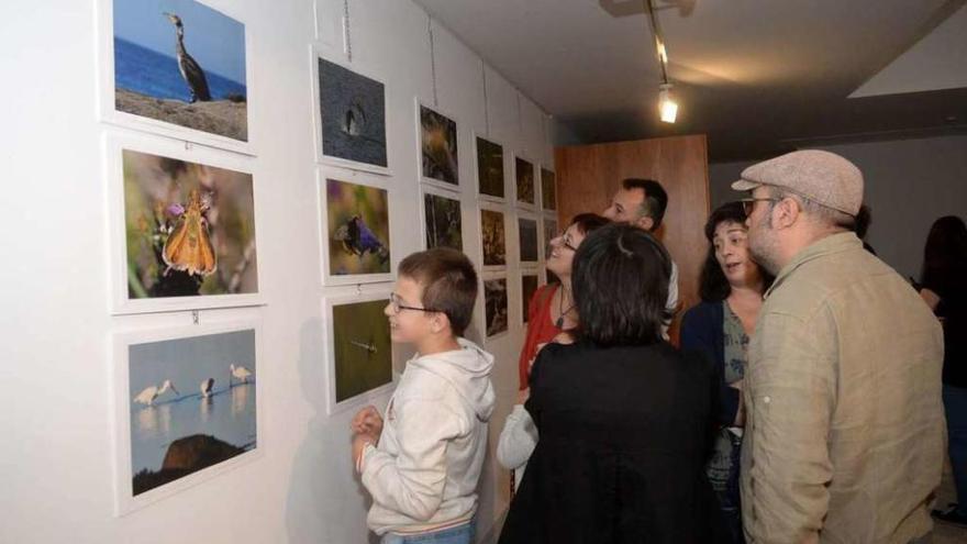 La exposición sobre la fauna de O Carreirón puede visitarse en el auditorio de A Illa. // Noé Parga