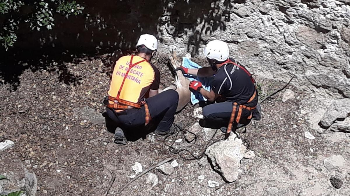 Un grupo de rescate salva a una cría de arruí en Sierra Espuña.