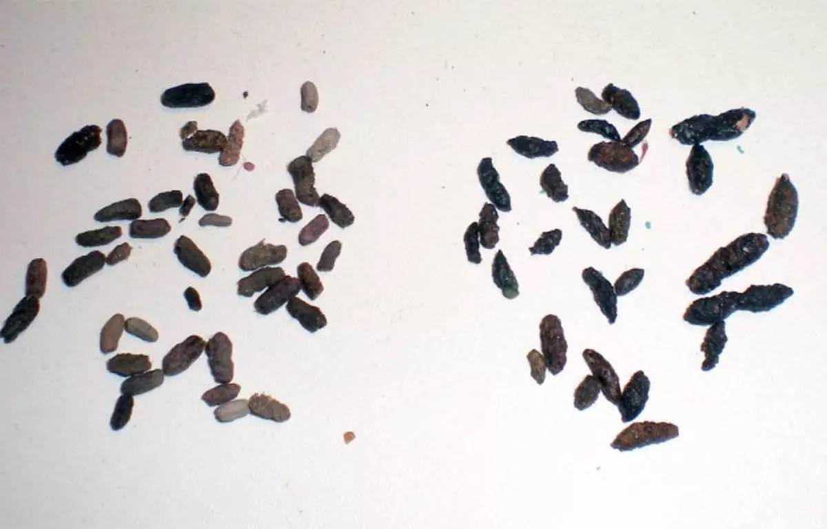 CACAS DE CUCARACHA | Estas son las diferencias entre los excrementos de cucaracha (izquierda) y los de ratón (derecha).