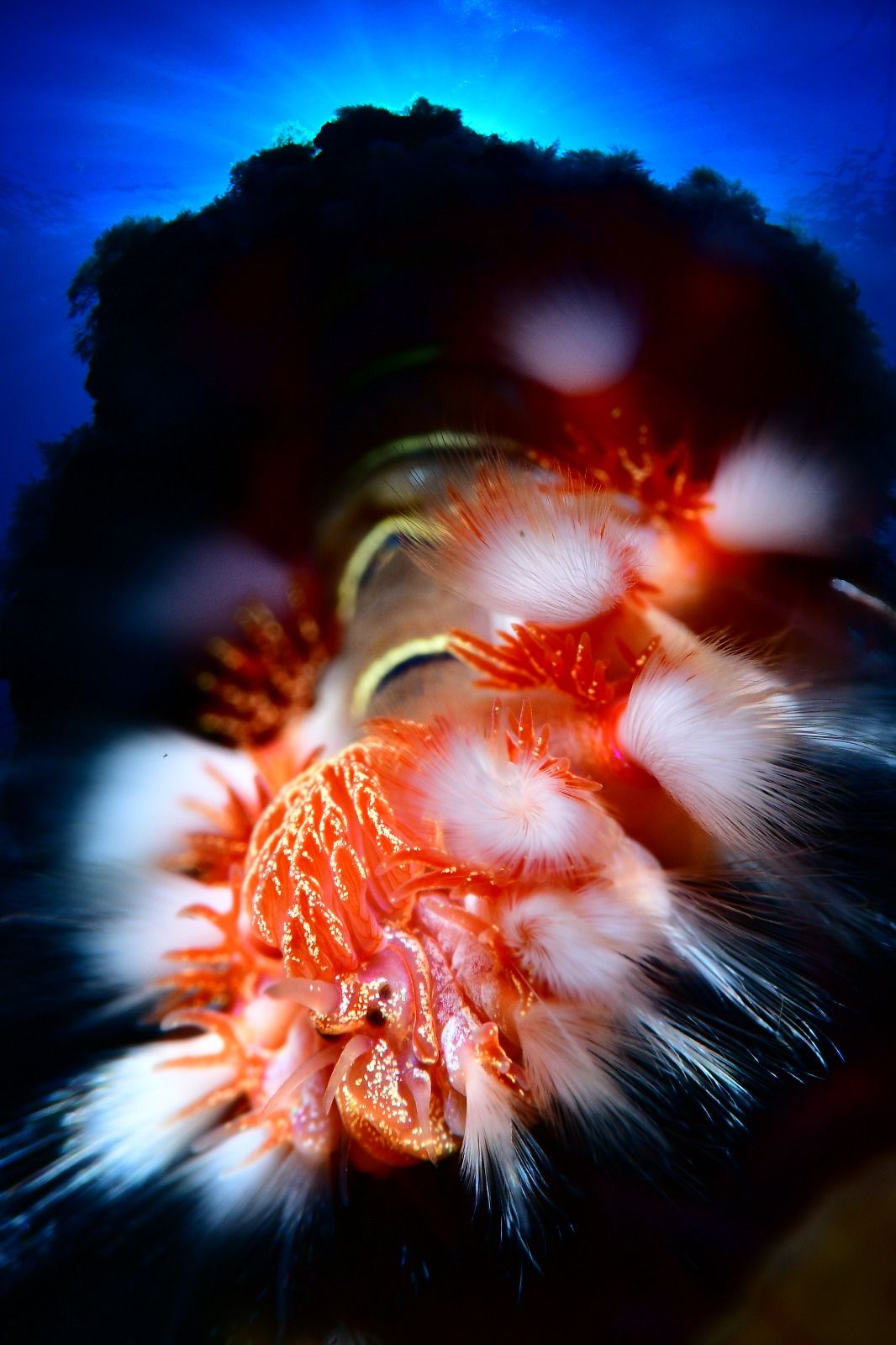 Imágenes del Campeonato de Foto Submarina de El Hierro