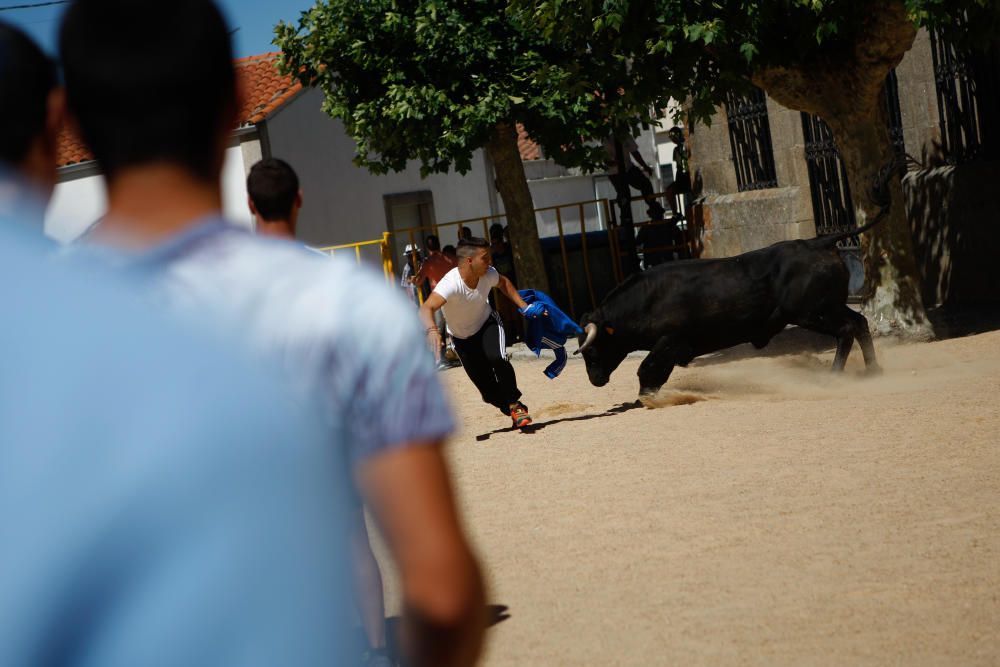 Encierro urbano en Bermillo de Sayago