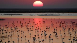 Doñana se seca por el consumo voraz