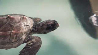 Una tortuga aparece varada en una playa de Torrevieja con restos de un globo de helio en su interior