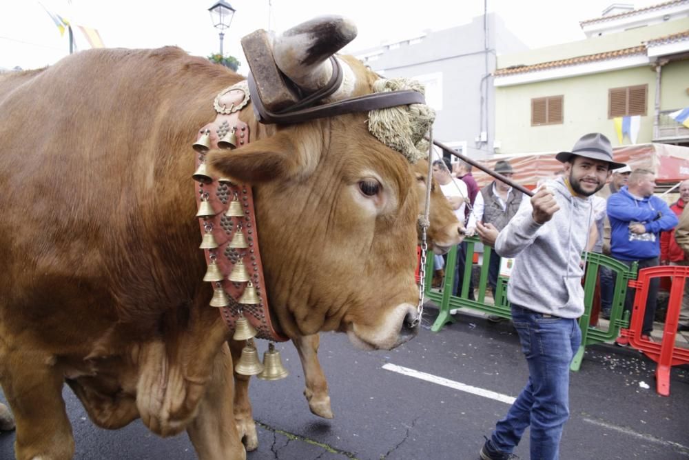 Octava Ganadera de La Matanza