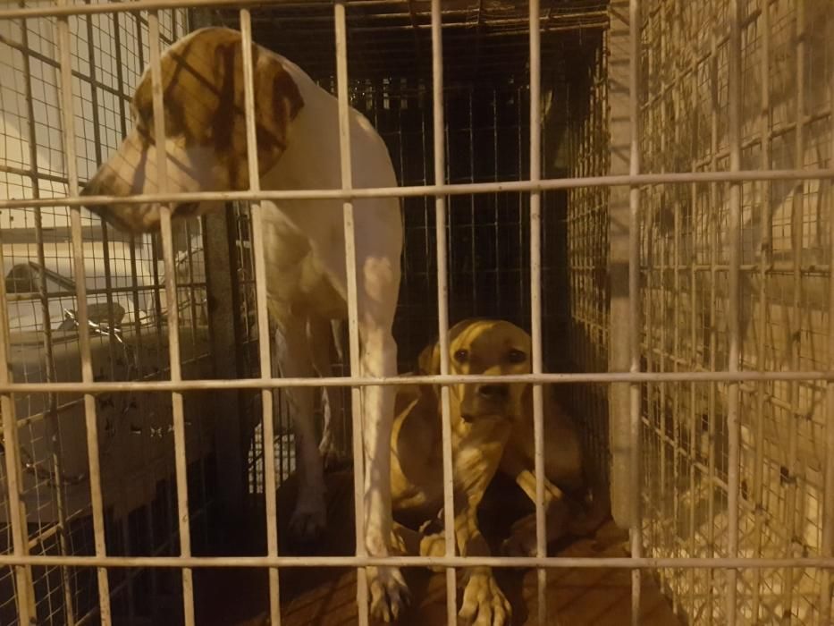 Rescatan a doce perros adultos y diez cachorros en el Pla de la Vallonga