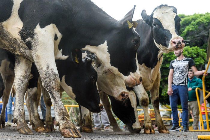 El Cabildo recibe 33 vacas