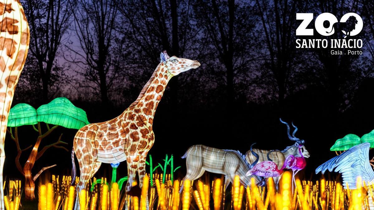 El festival luces salvajes del Zoo Santo Inácio arranca el 22 de octubre.