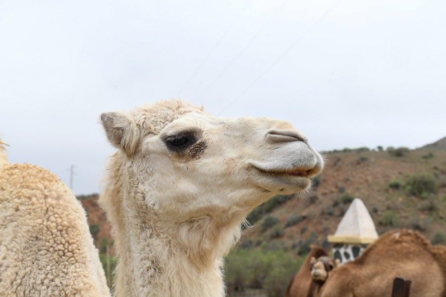 Camellos que este año se han quedado sin cabalgatas