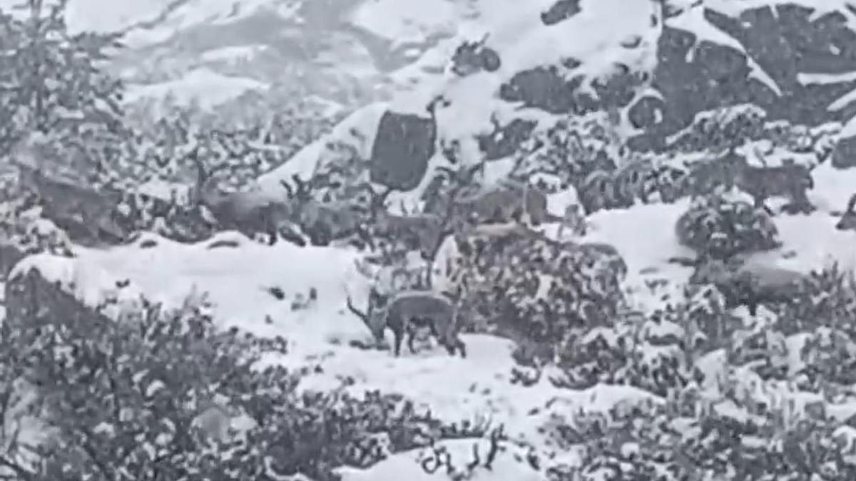 Bucólico vídeo de unas cabras caminando bajo la nieve.