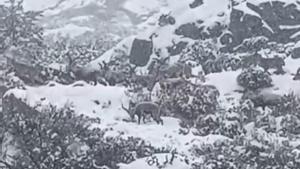 Bucólico vídeo de unas cabras caminando bajo la nieve.
