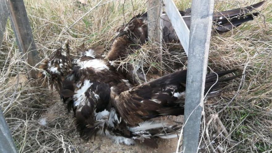 Cascada de archivos de denuncias judiciales por la muerte de aves protegidas en tendidos eléctricos |