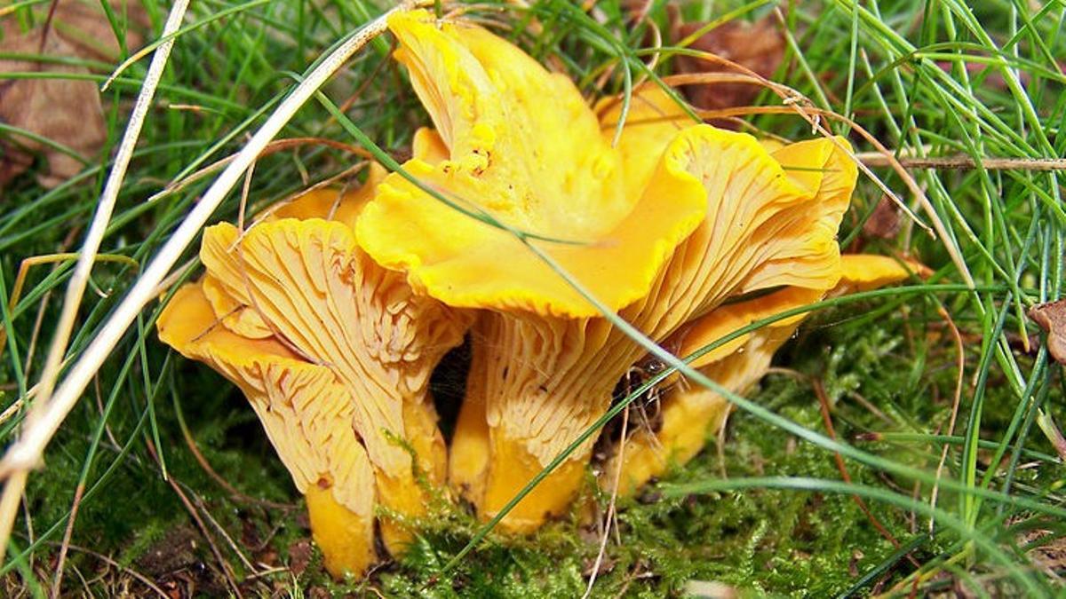 Seta Rossinyols (Cantharellus cibarius)