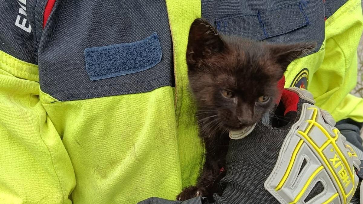Imagen del gatito tras el rescate