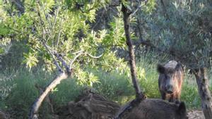 La població de senglars a Espanya arriba als 2,2 milions d’exemplars