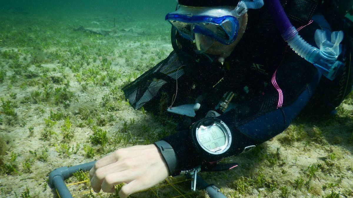 Una investigadora recoge muestras del alga invasora ‘Halimeda incrassata’.