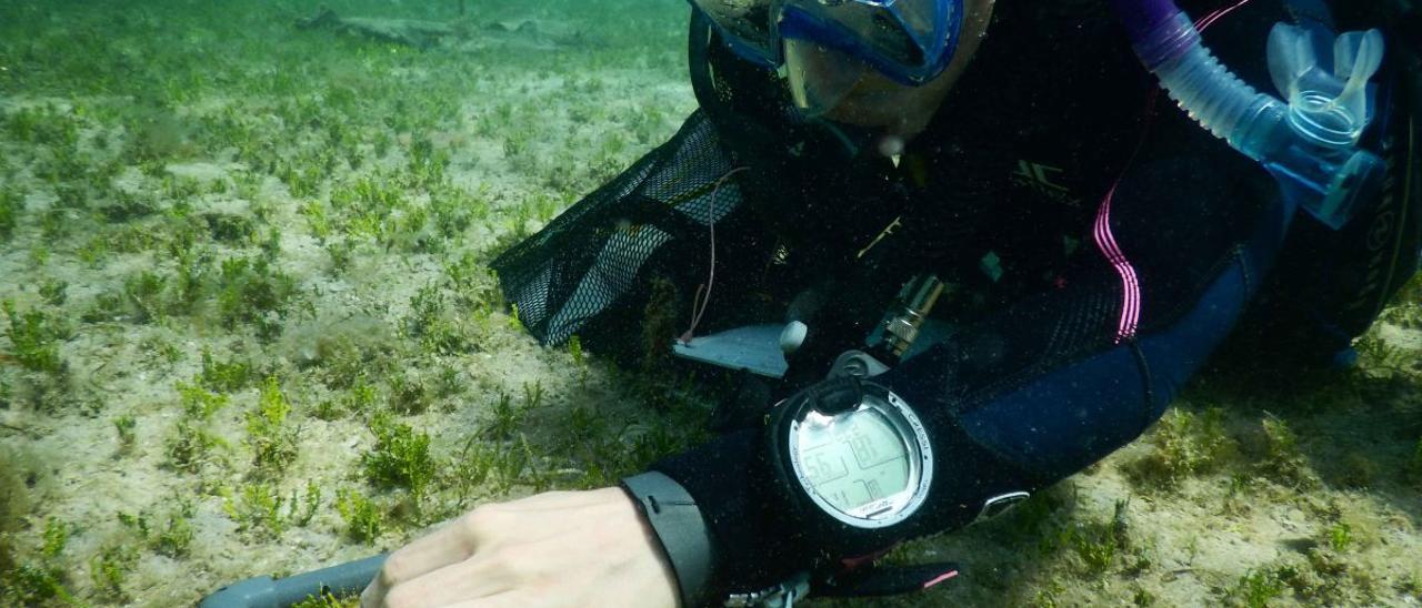 Una investigadora recoge muestras del alga invasora ‘Halimeda incrassata’.