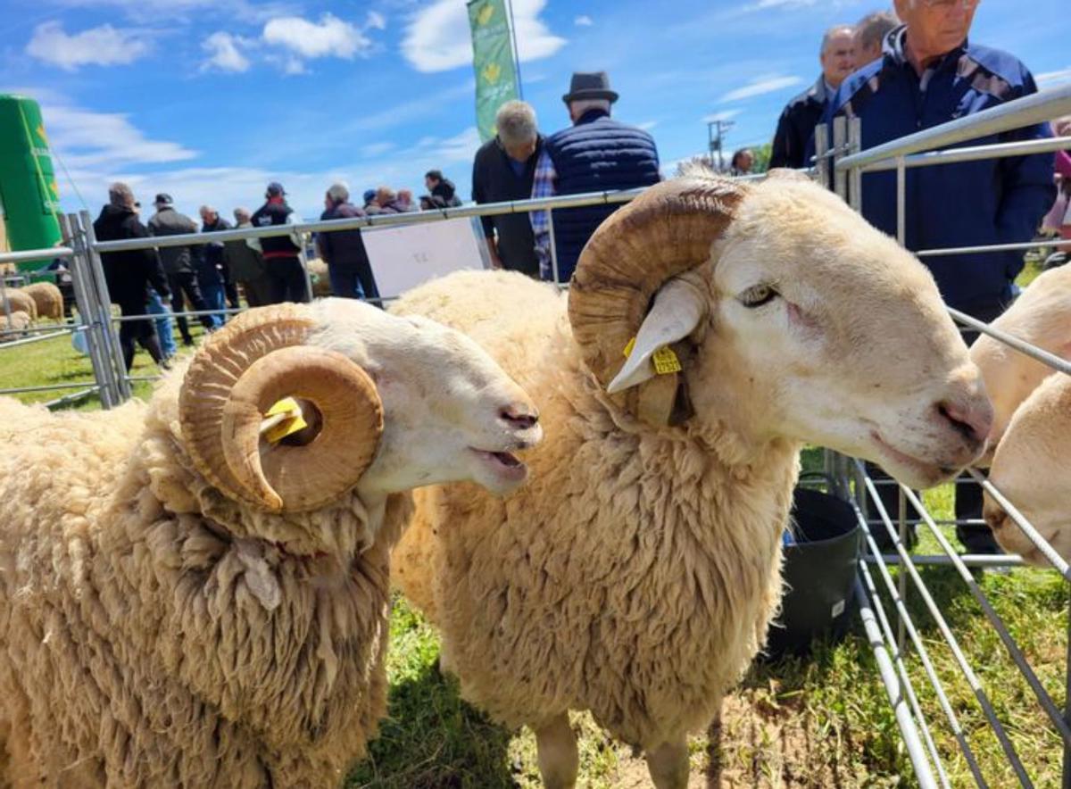 La Feria de San Miguel incluirá burras de raza Zamorano-Leonesa