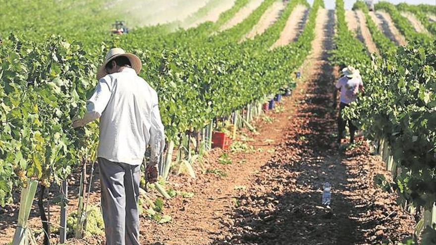 La Junta sitúa en el 6% la cifra de viñedos que dispone de algún sistema de regadío