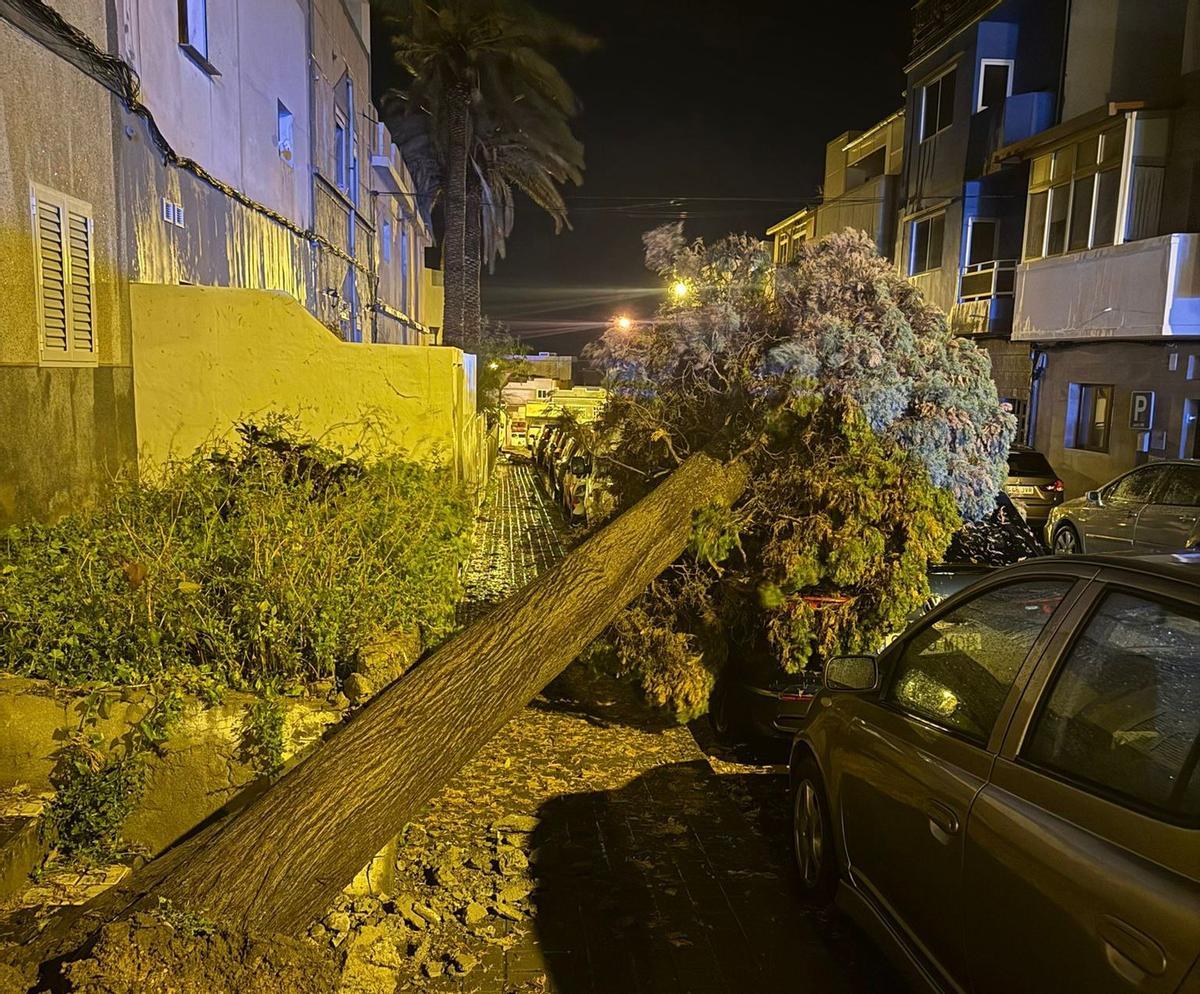 Rachas intensas de viento provocan caídas de árboles y activan a los servicios de emergencia en Telde