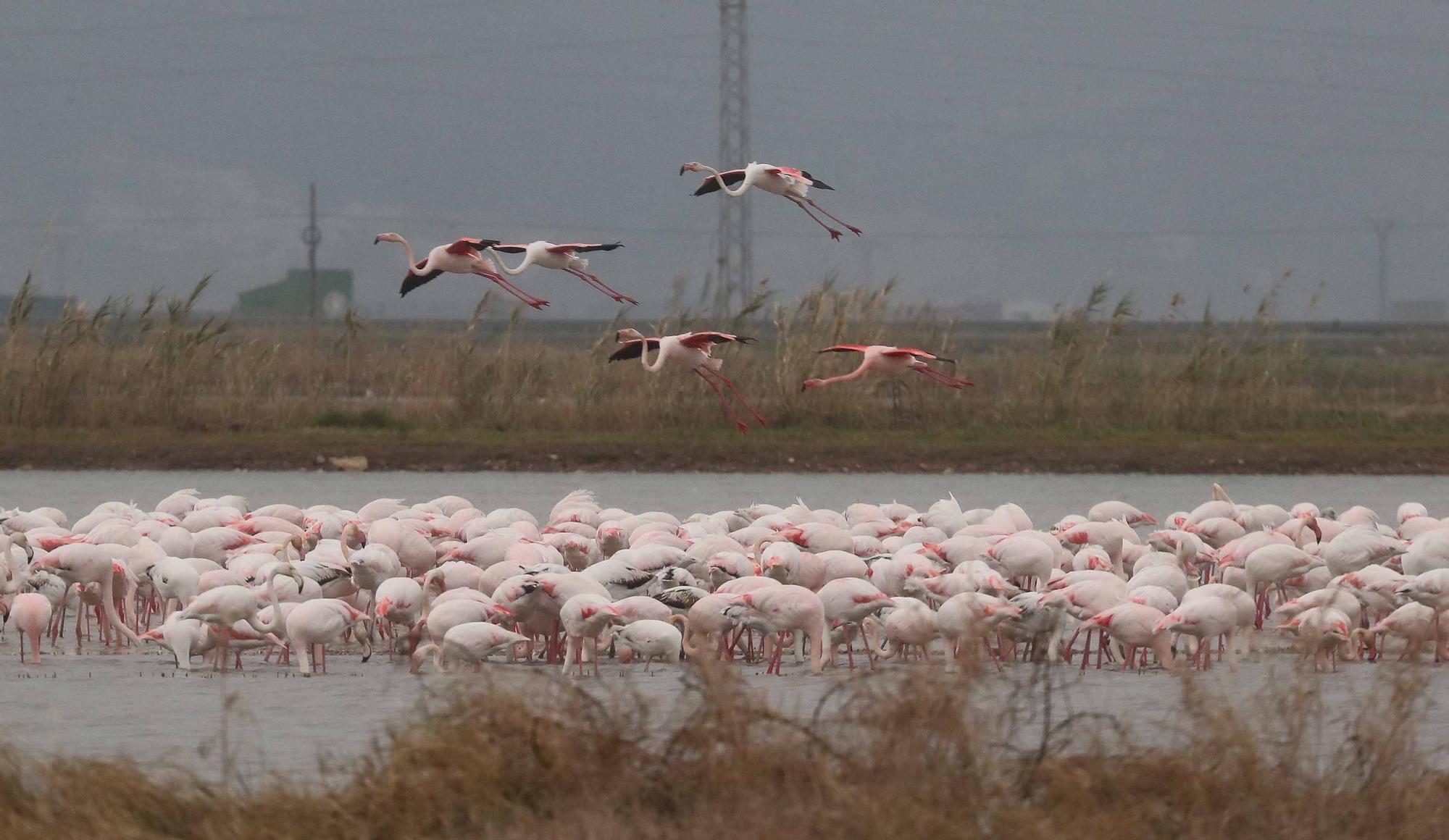 L'Albufera a rebosar de flamencos