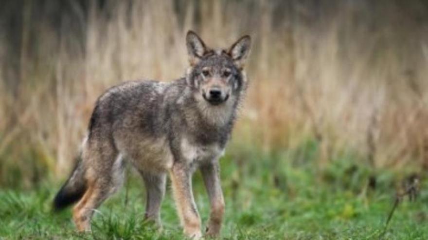 El Supremo establece que la autorización de la muerte del lobo "solo es posible cuando sea la única solución para evitar daños al ganado"