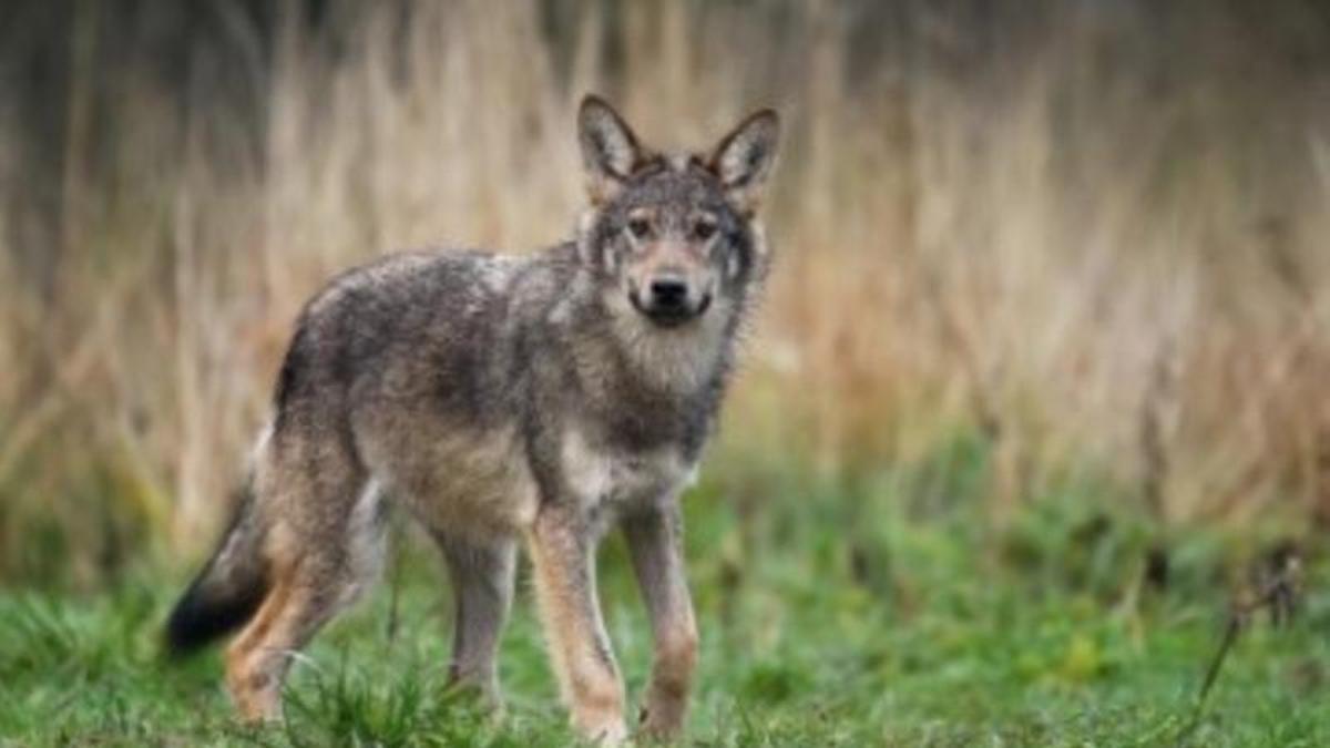 El Supremo establece que la autorización de la muerte del lobo  solo es posible cuando sea la única solución para evitar daños al ganado 