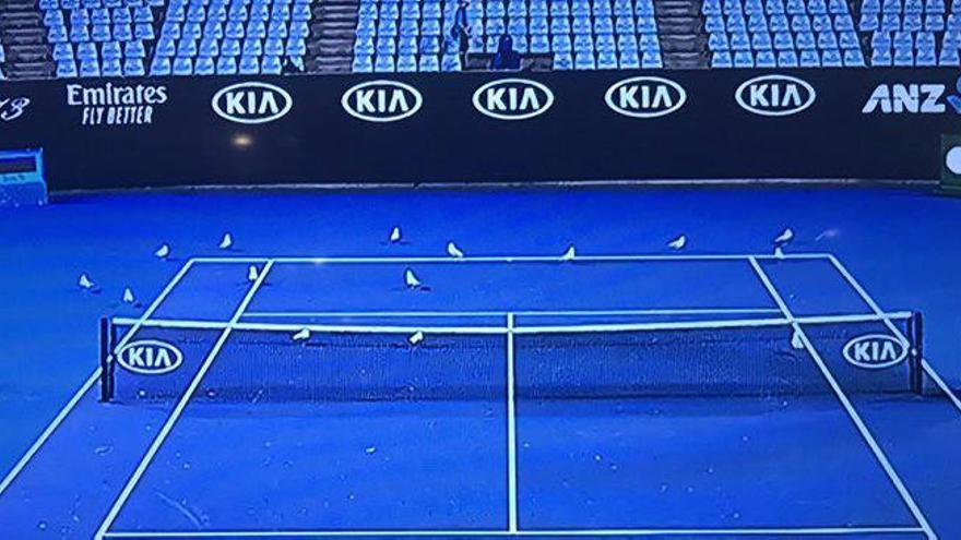 Increíble: Muguruza jugó su partido de madrugada por culpa de los excrementos de gaviota