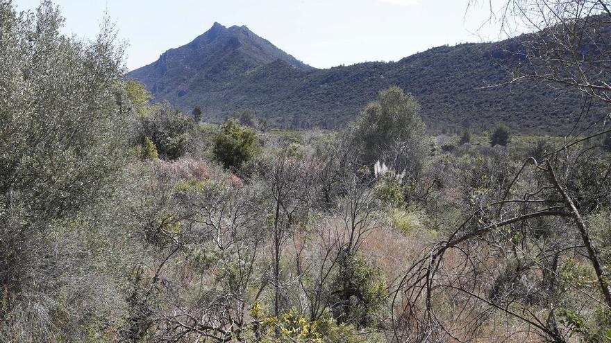 Alzicoop aboga por agrupar tierras para frenar el abandono de cultivos