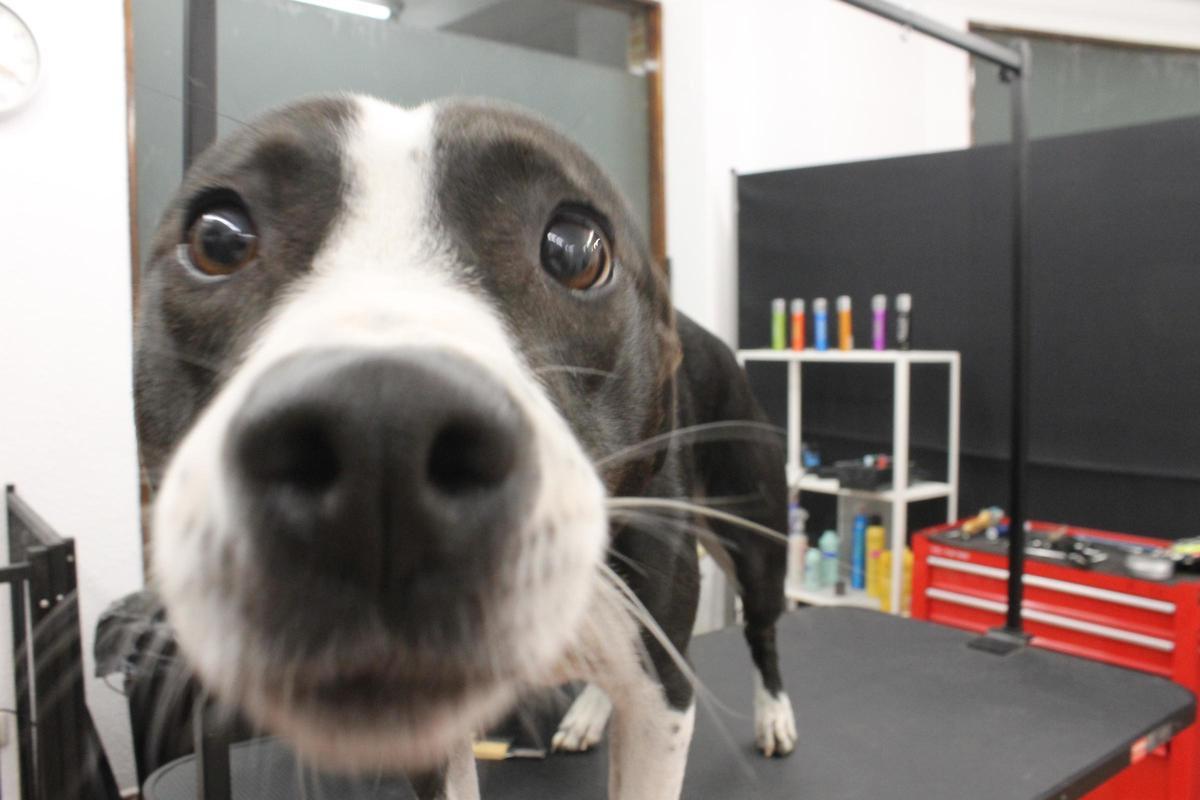 La nueva peluquería canina de Grado, en imágenes