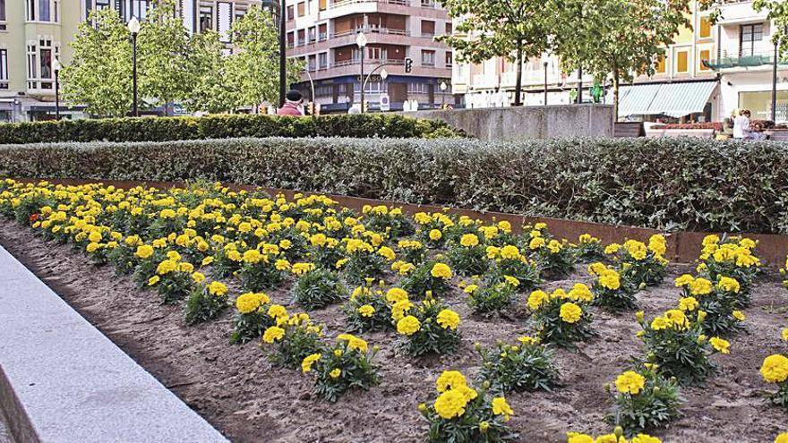 Una de las jardineras de la plaza del Instituto. | Ulises Arce