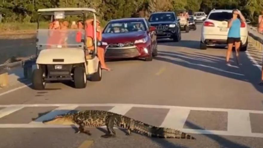 El vídeo viral de los caimanes más cívicos del mundo