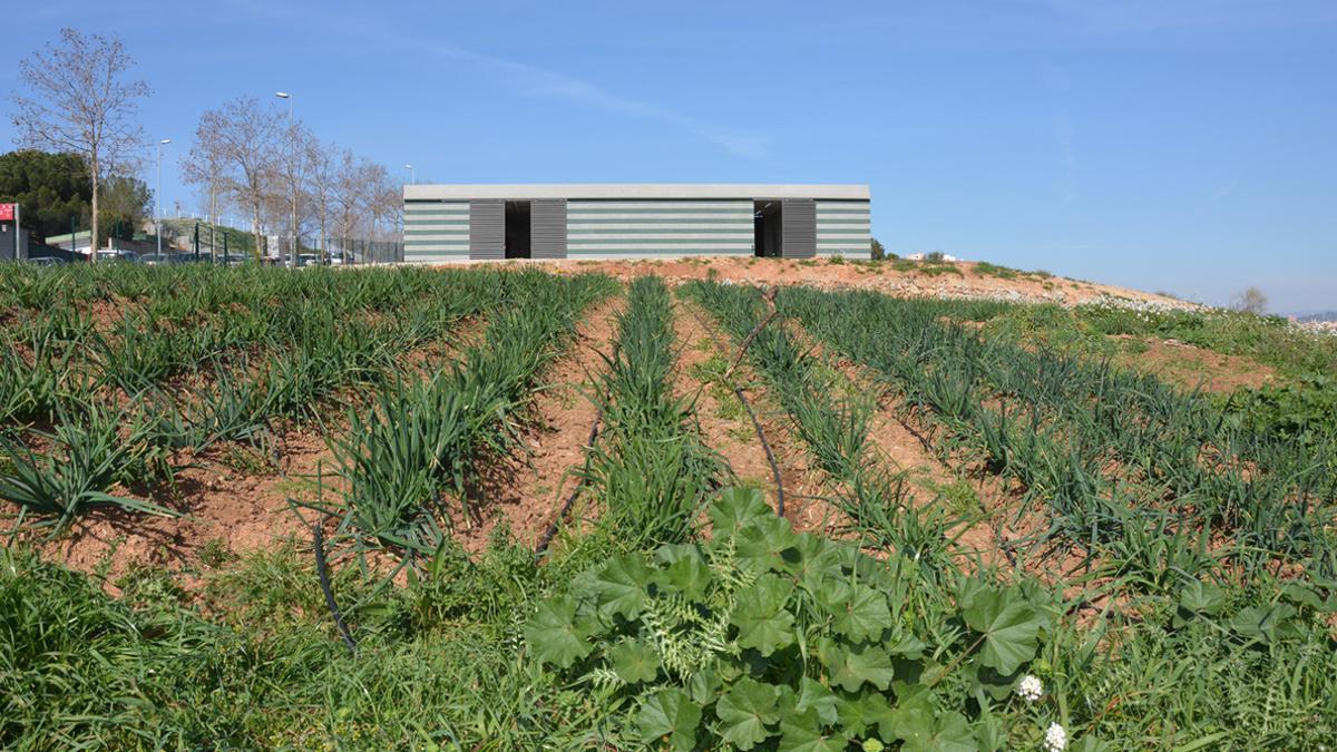 Los huertos municipales están ubicados en la zona de Cova Solera