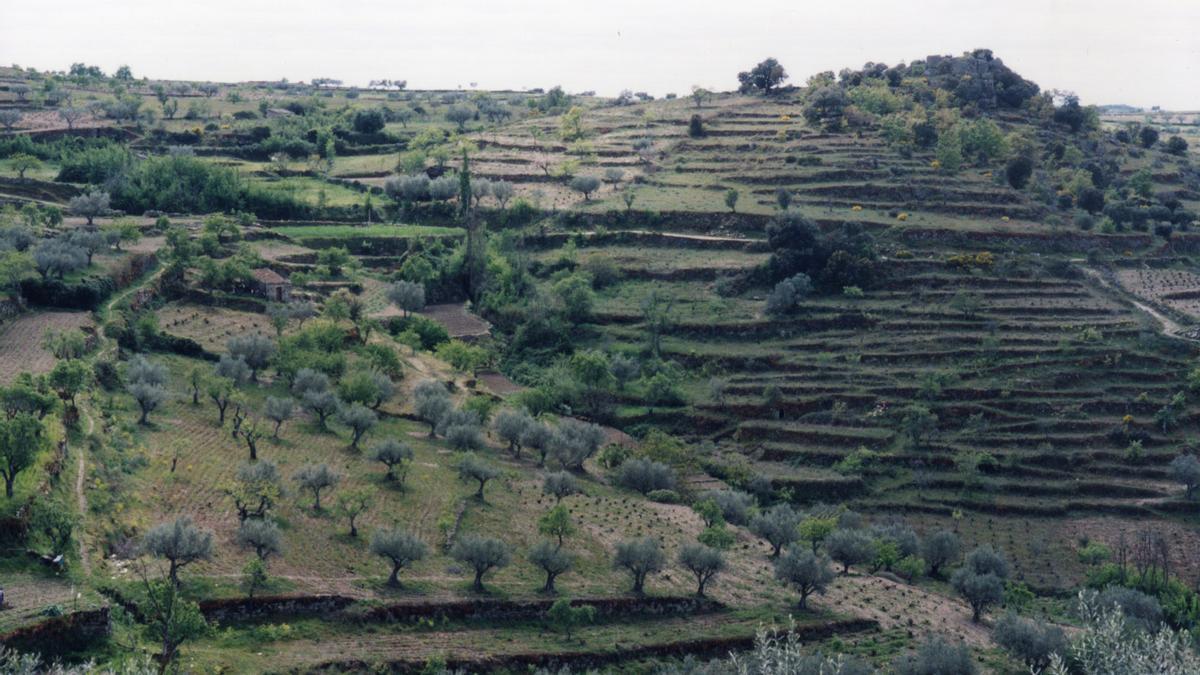 Zonas de olivares en Fermoselle