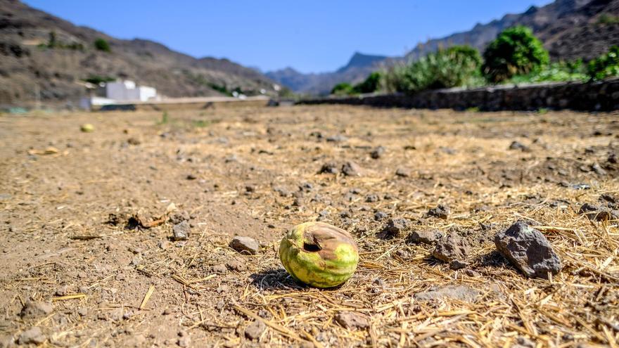 Adiós a la ola de calor más larga de los últimos 60 años en Canarias