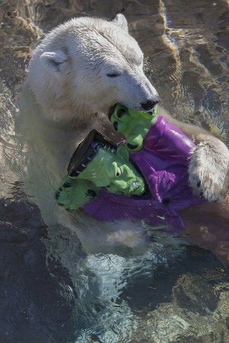 Un oso polar juega con un muñeco de Frankenstein en el zoo de San Diego (California)