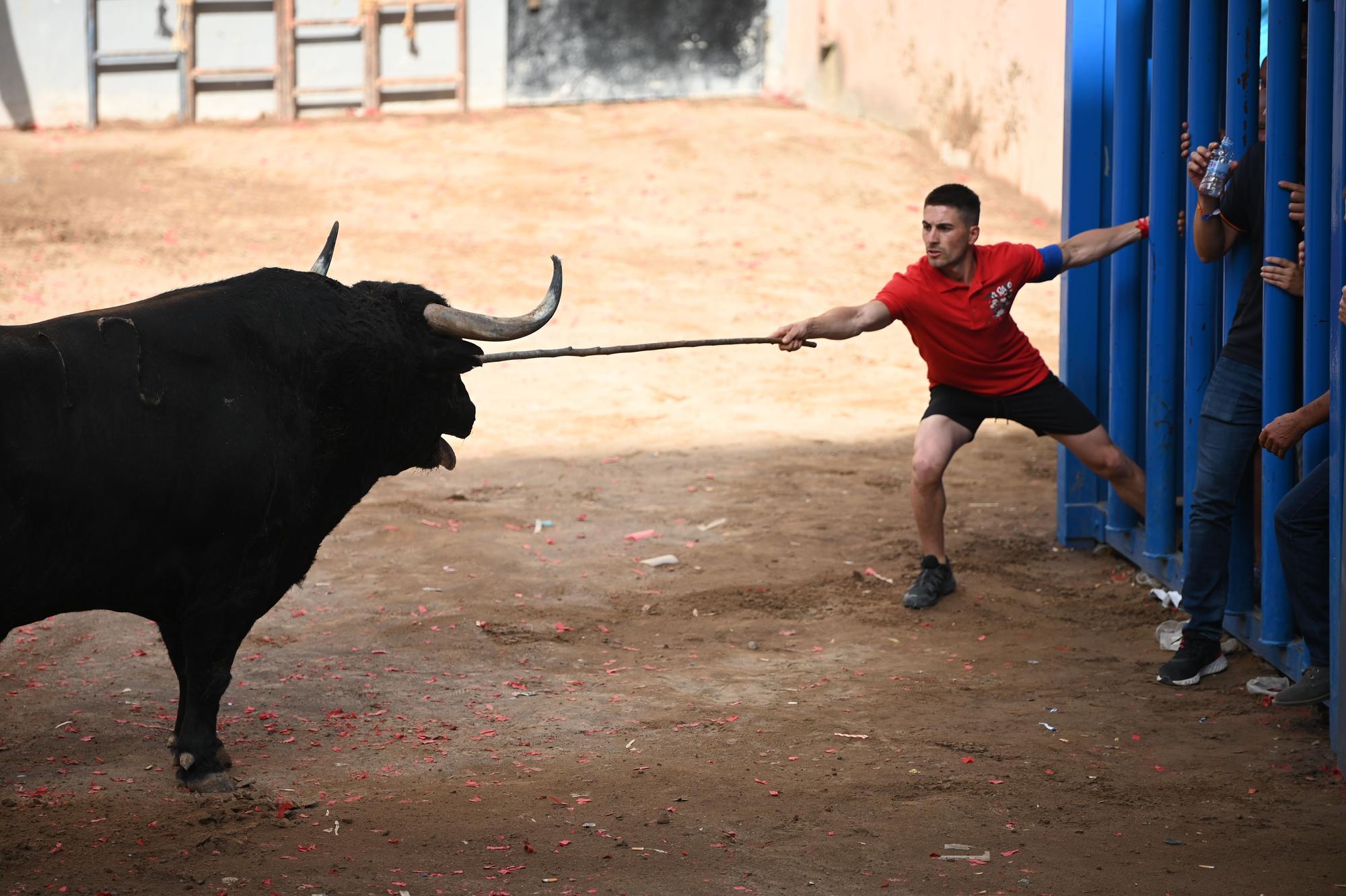 GALERÍA I Primer día de Bou per la Vila en Almassora con gran ambiente festivo en el recinto