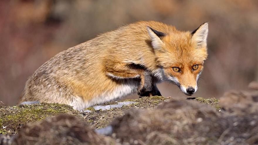 La nueva orden de vedas limitará la caza de zorros, liebres y codornices este año en la Región de Murcia