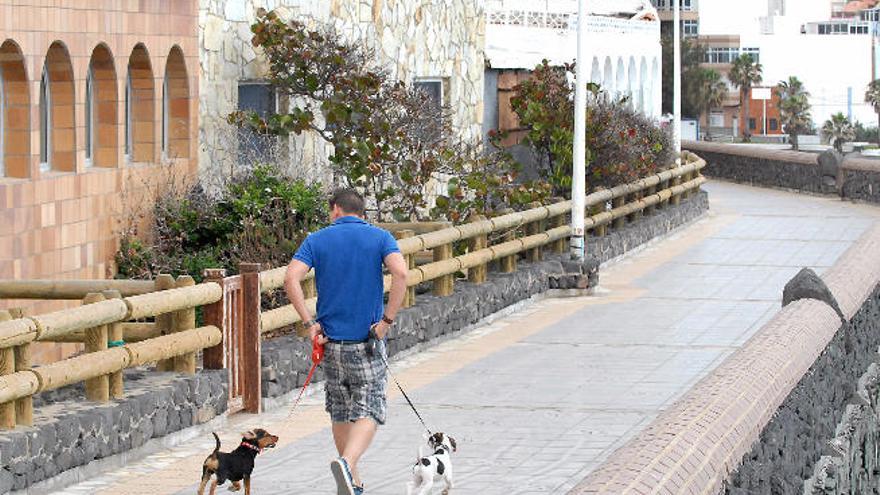 Imagen de un propietario de perros paseando en la avenida de la playa de La Garita en Telde.