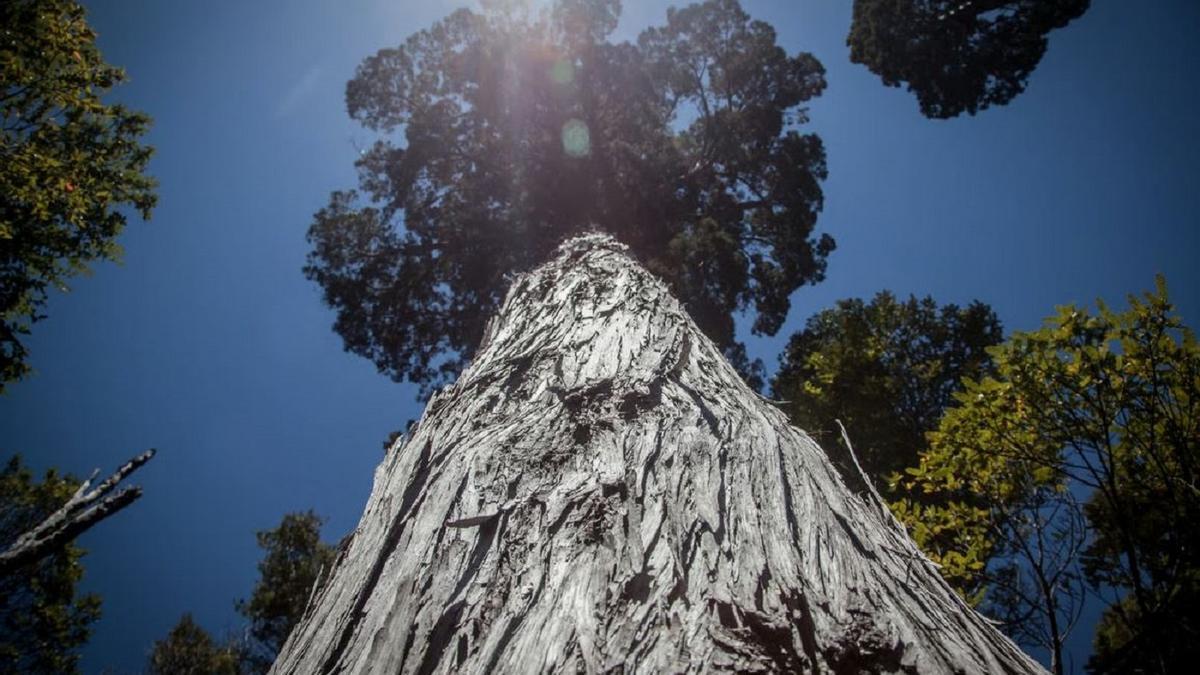 Gran abuelo: posiblemente, el árbol más viejo del mundo