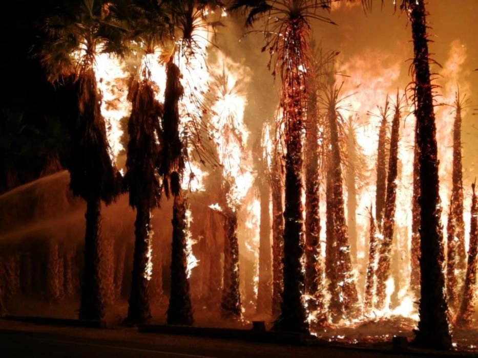 Más de 7.000 palmeras quemadas en varios incendios casi simultáneos en el Camp d''Elx